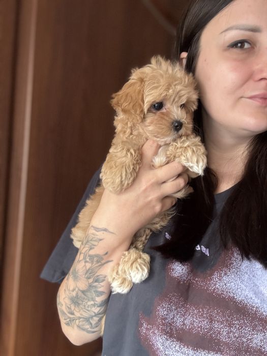 Мальтипу девочка