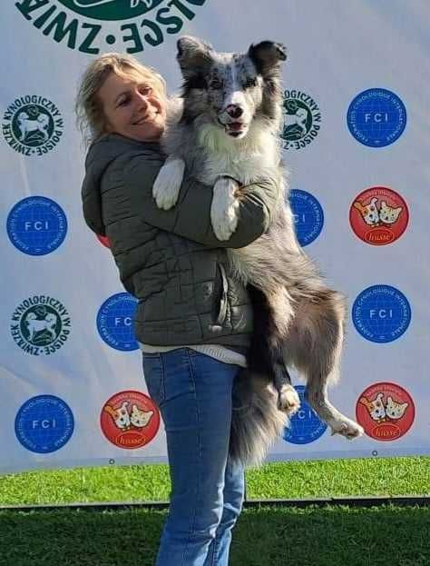 Border collie - suczka z metryką ZKwP po Championach