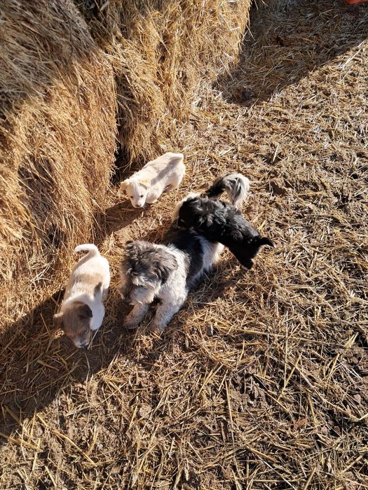 Oddam pieski w dobre ręce