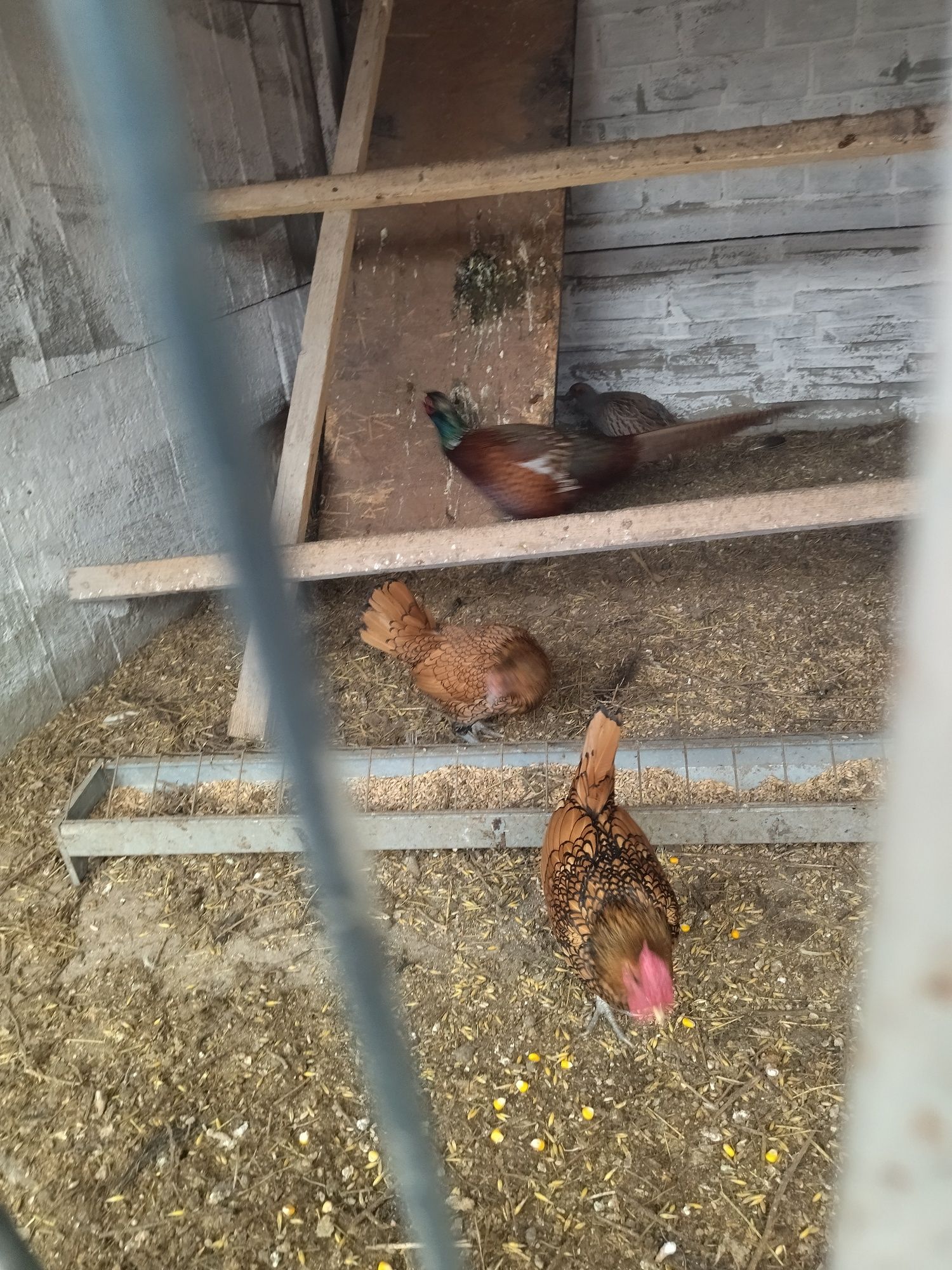 Witam mam do sprzedania garłacze koroniaste