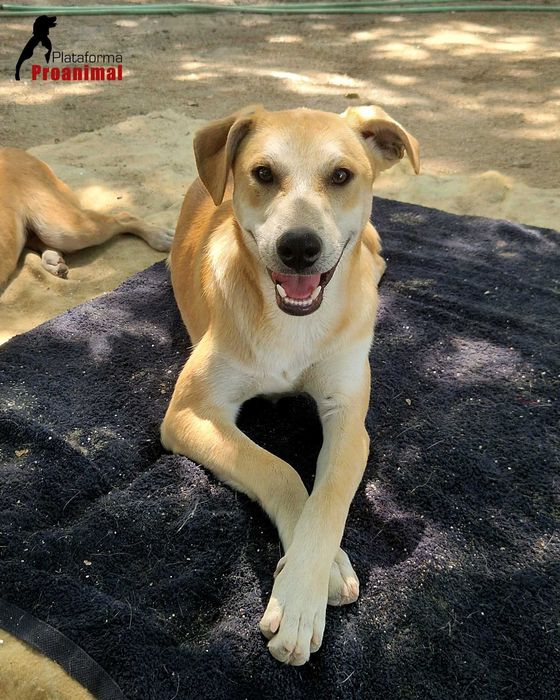 MANCHINHAS - Cãozinho para Adoção!