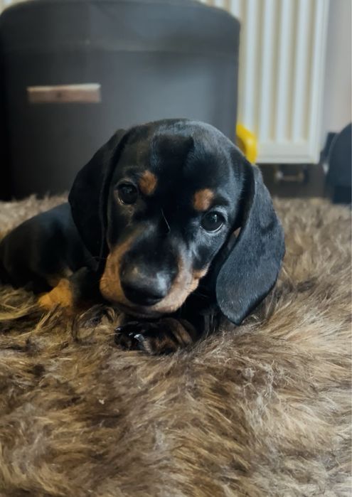 Szczeniak Jamnik krotkowlosy standardowy!! ZKWP cz. podpalany!Chlopiec