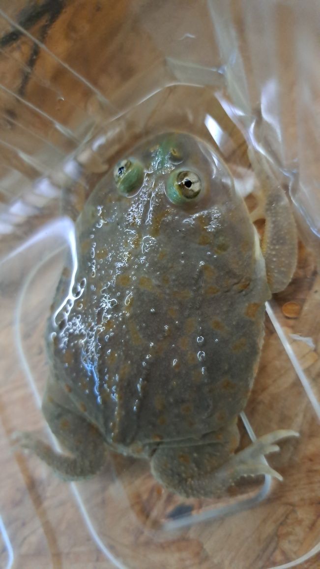 Żaba Budgett'a (Lepidobatrachus laevis) / Płazy egzotyczne