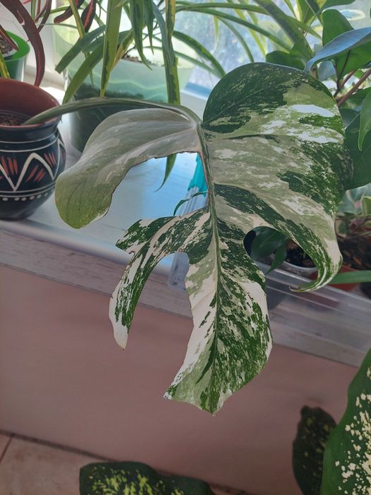 Монстера Альба варієгатна. Monstera Albo.