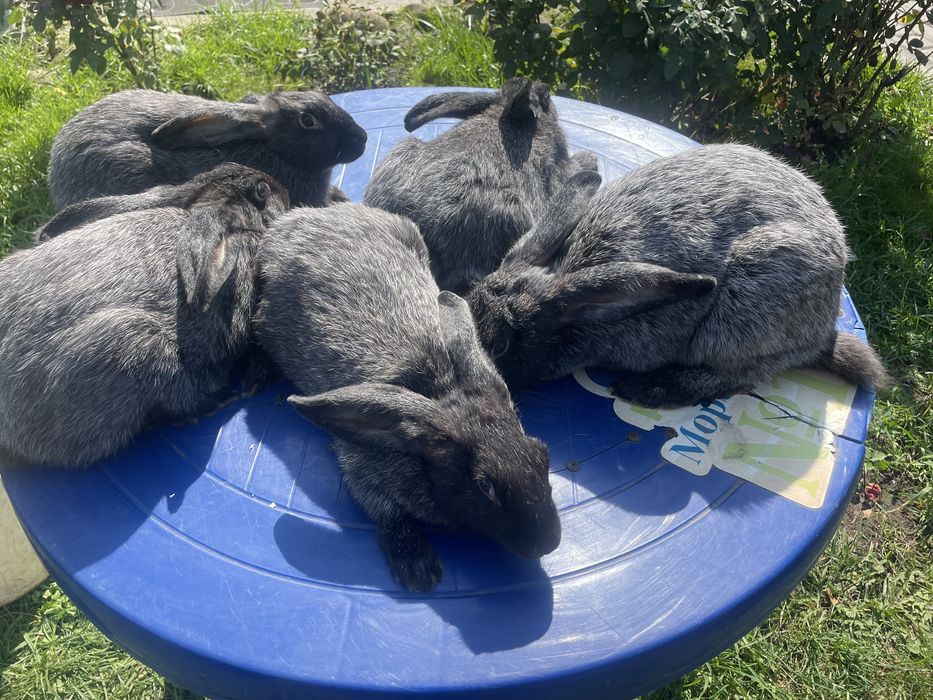 Кролиця з кролятами полтавське срібло