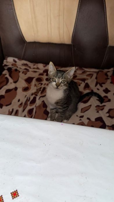 Кошеня Хлопчик Безкоштовно