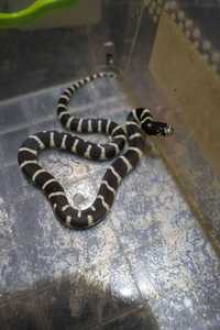 Чорна змія, каліфорнійська молочна змія, королевські змії від 40 см