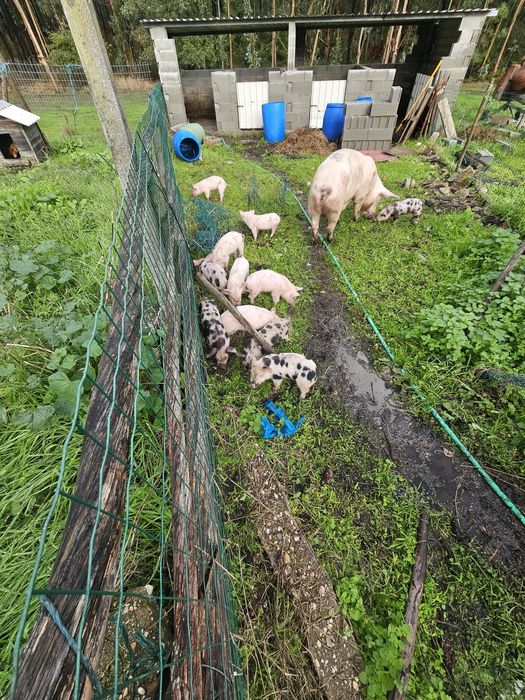 Vendo leitoes accao de sair