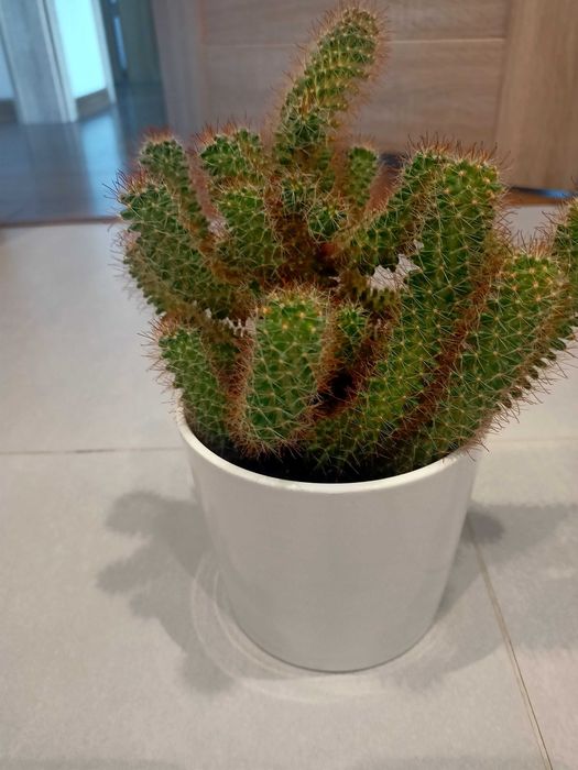 Roślina domowa Kaktus zamienię