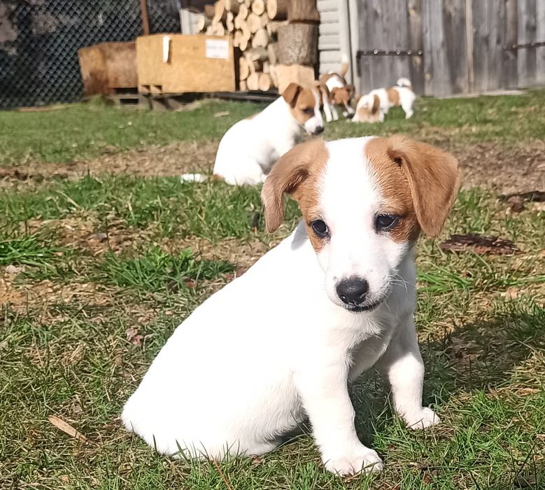 Gładkowłosy piesek Jack Russell terrier z rodowodem /* Hunter JACK