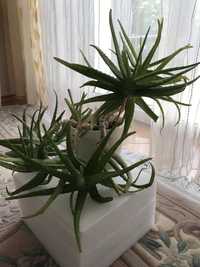 Aloes  4  szt po 10 zł