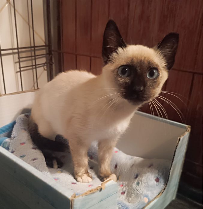 Gatinha bebé para adoção!