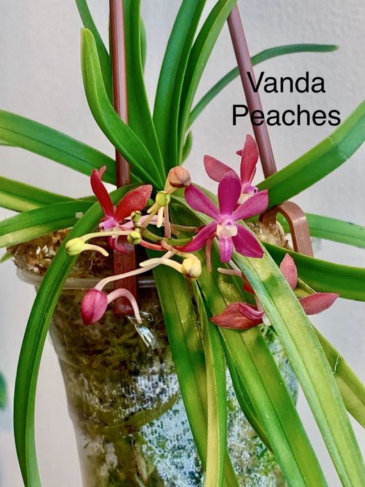Орхідея Vanda Peaches Golden Sand