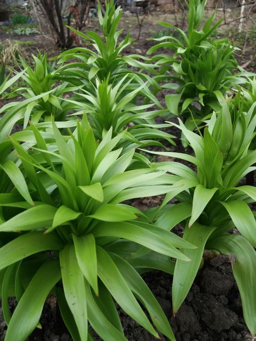 многолетний цветок "Царская корона"