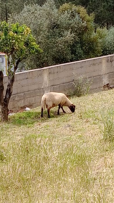 Vendo borrego perto de fazer um ano