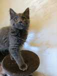 Kocur Maine coon