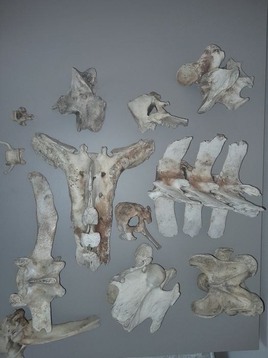 Zestaw kości do nauki anatomi zwierząt.