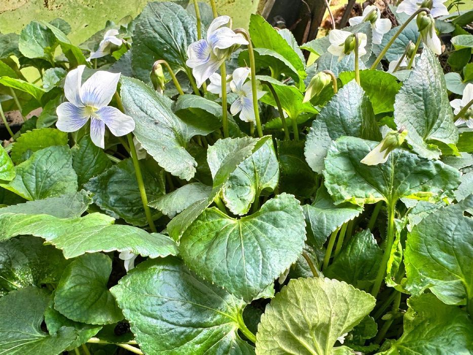 Fiołek Motylkowy 'Priceana' (Viola sororia) Doniczka 1.0L