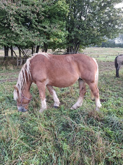 Sprzedam klacz zimnokrwistom