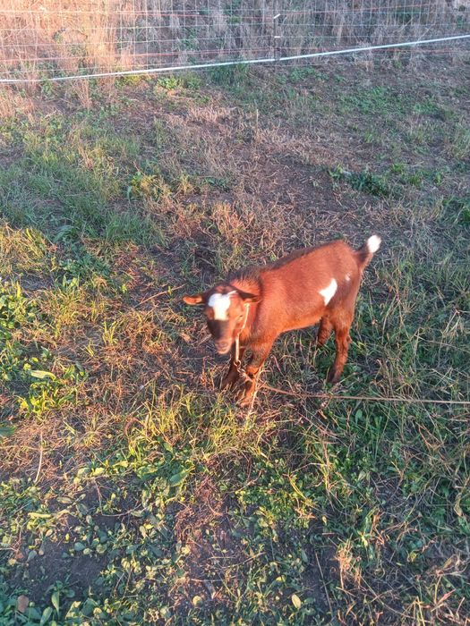 Cabrito anão macho