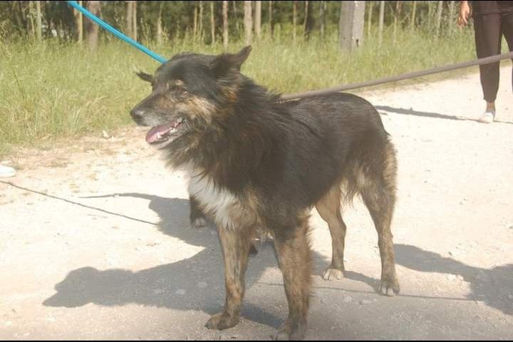 Yuri- Cao para adoção