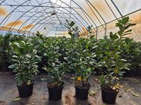 Laurowiśnia Caucasica  NOVITA Elly Etna Genolia DONICZKA