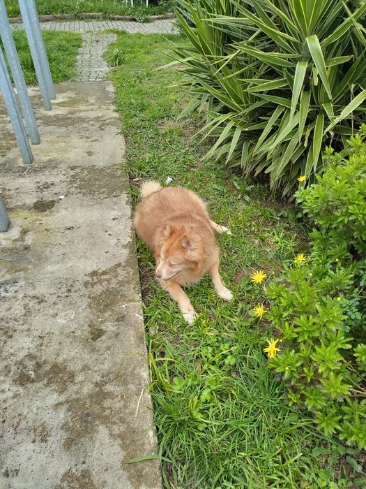 Doação de cão idoso de 16 anos.