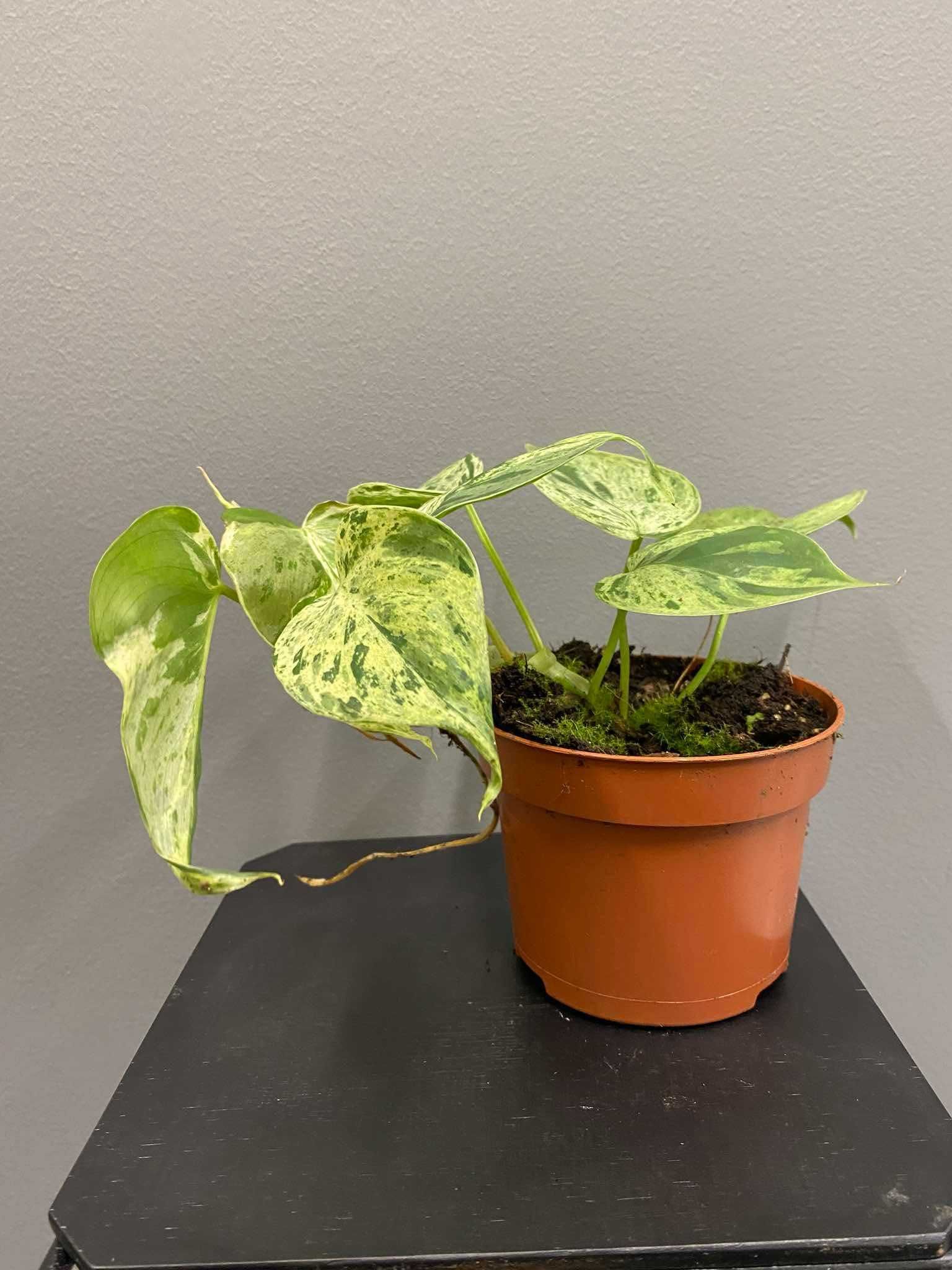 Philodendron Hederaceum Oxycardium Variegata Filodendron