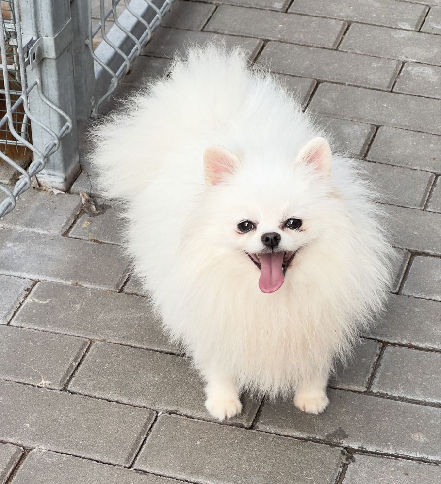 Pomeranian reproduktor