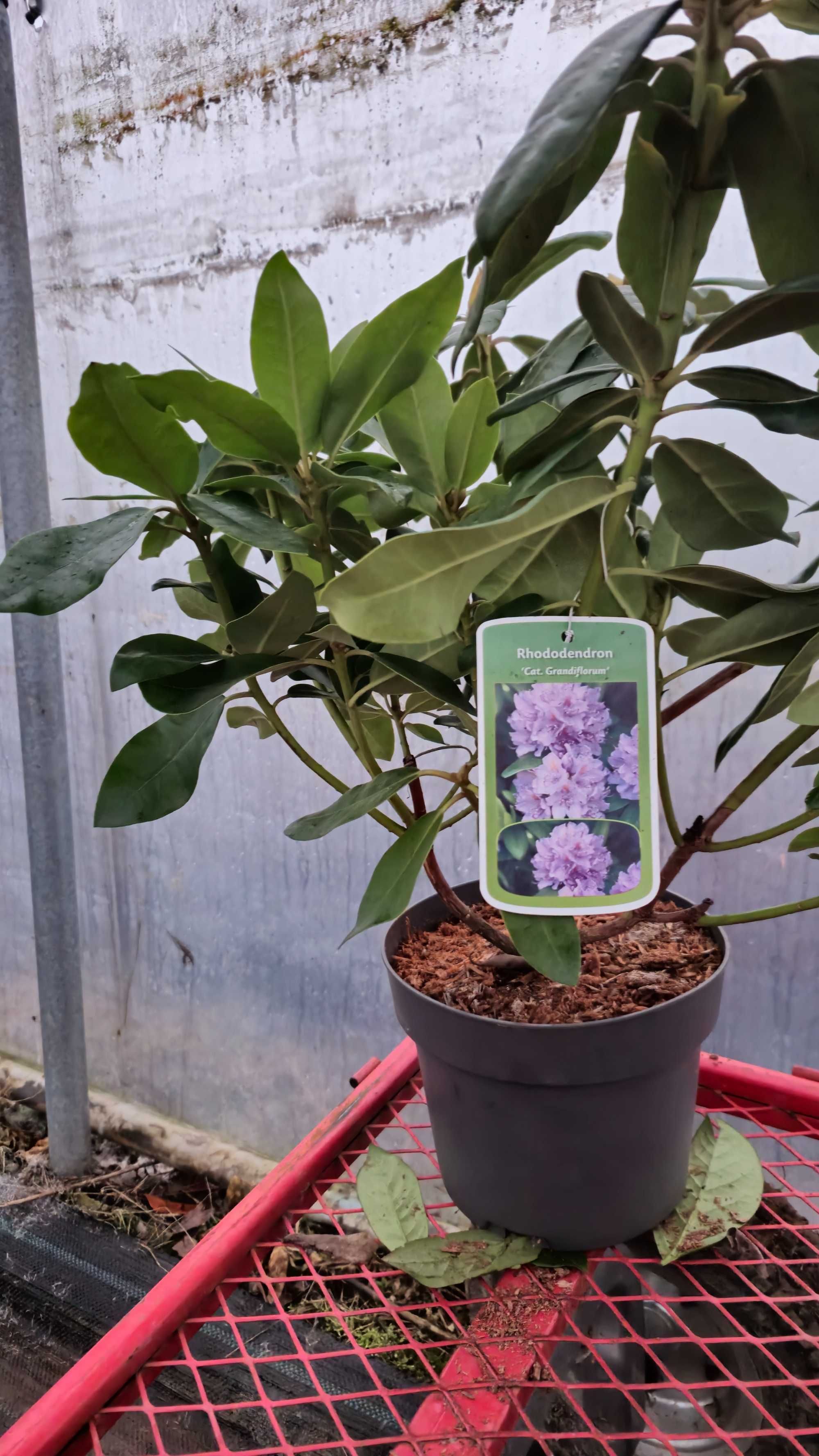 Rododendron 50-60 cm w donicy 4 litrowej