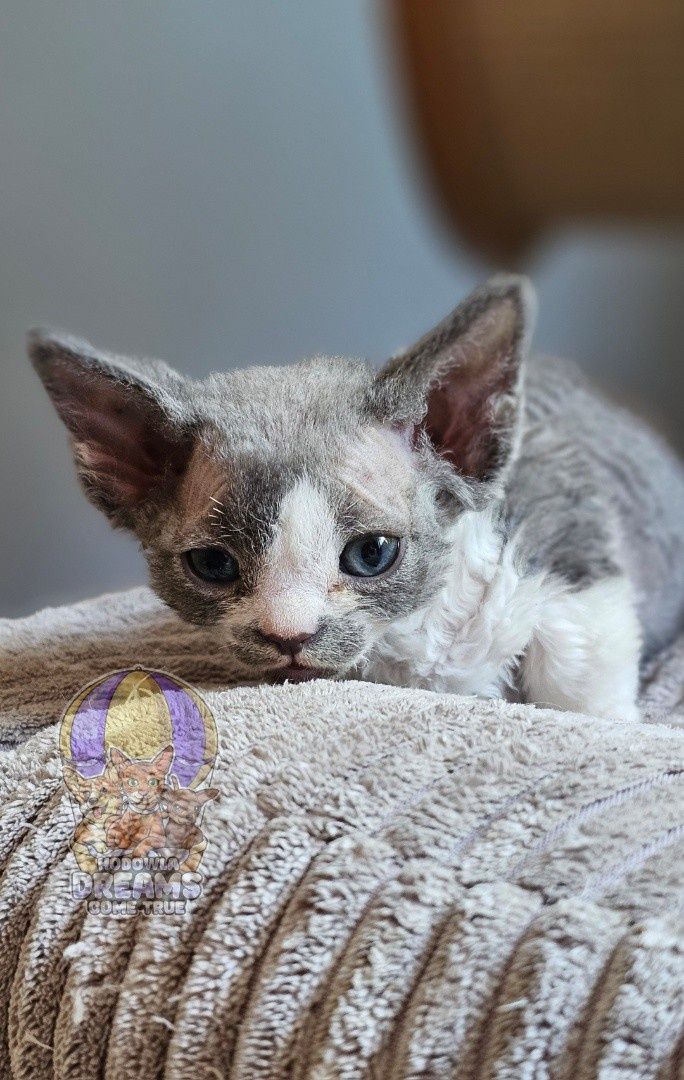 Devon Rex**Koteczka Biało-Niebieska** Do Rezerwacji