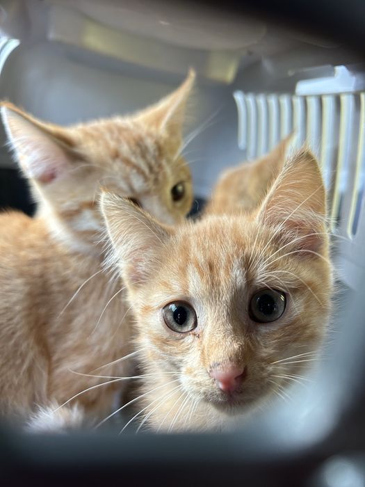 3 oswojone kocurki polecaja się do adoocji