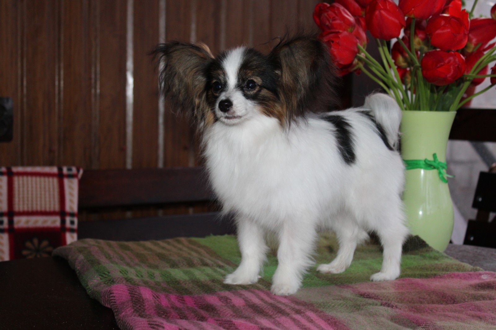 Papillon tricolour female FCI registration Папійон дівчинка Сакура КСУ