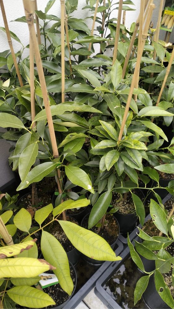 Pack Promoção 4 Kumquats Japonês Original Enxertado