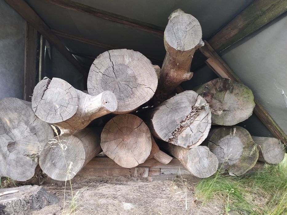 Sosna tartaczna, dłużyca okorowana. Podlaskie, okolice Suchowola.