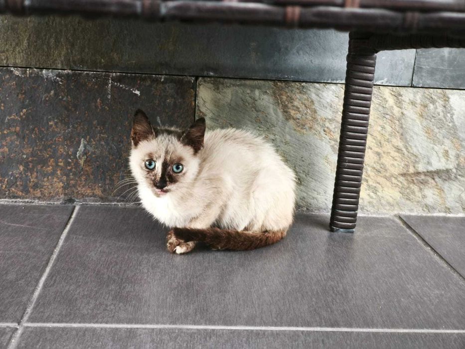 ALERTA: Mini Diva Felina à procura de staff humano!