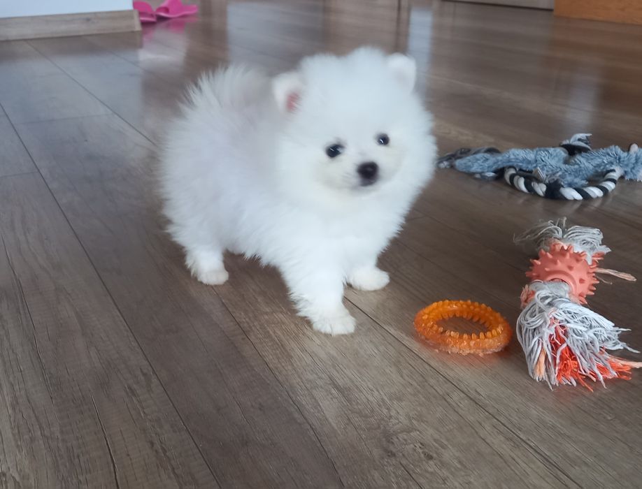 Szpic miniaturowy pomeranian