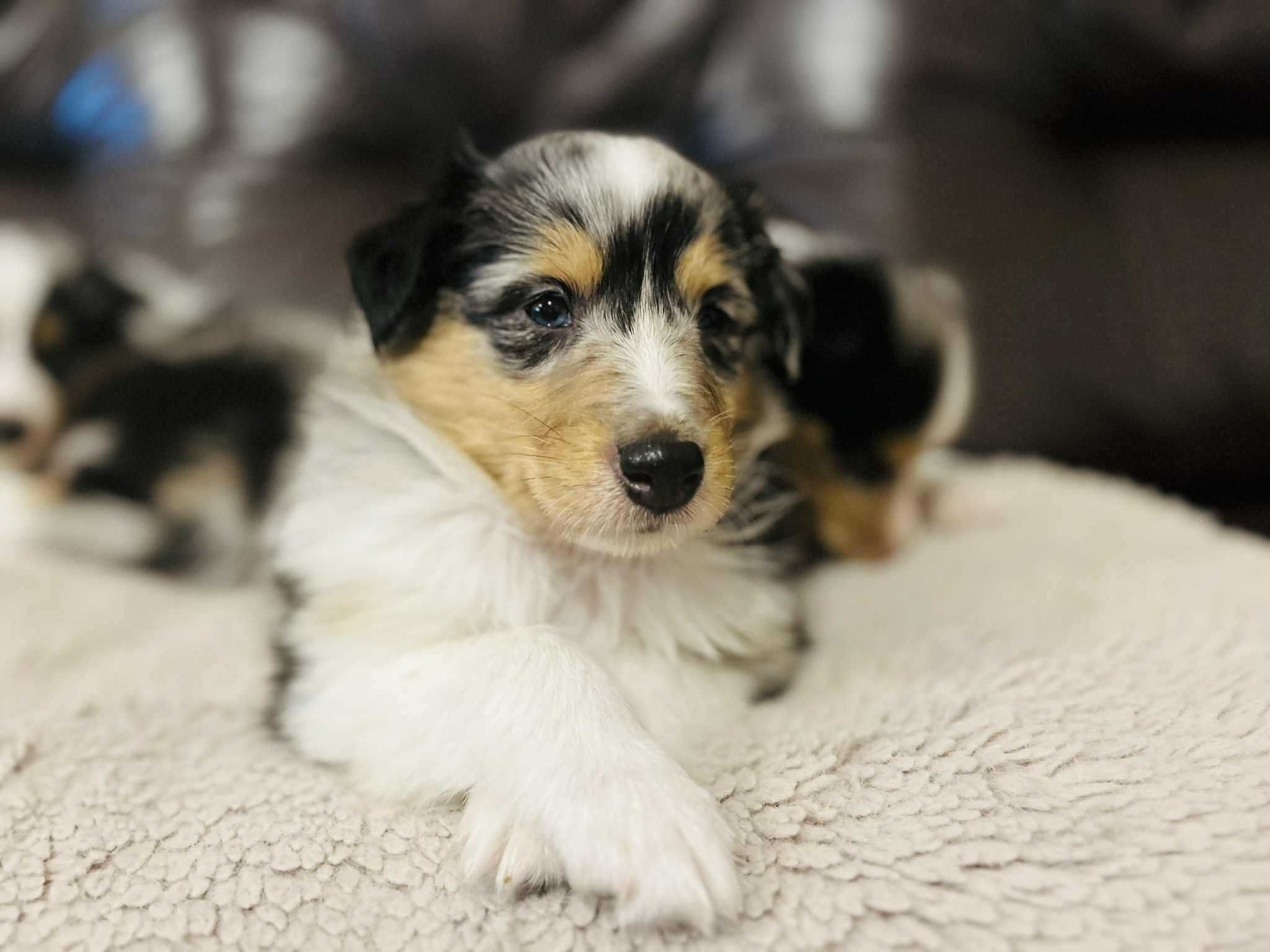 Szczeniak samiec Owczarek szkocki długowłosy - Collie