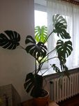 Monstera kwiatek