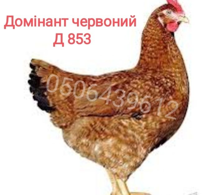 Опт, роздрібн домінанти Чехія, Україна інкубаційне яйце