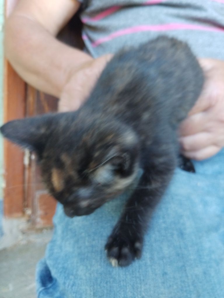 Kotki do adopcji