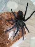Sprzedam L. Sazimai