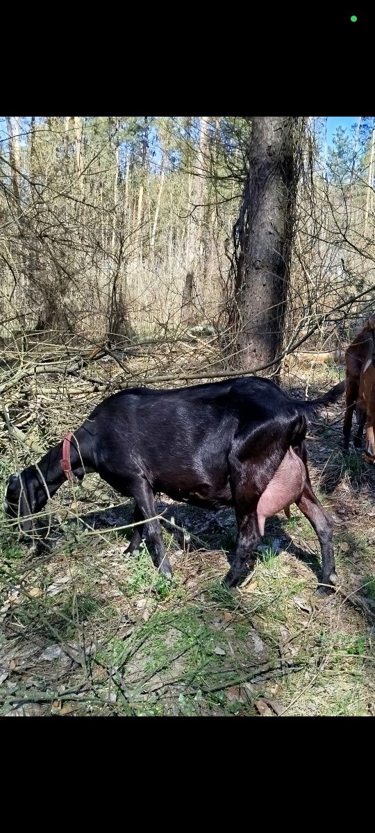 Англо-нубійські кози, козенята