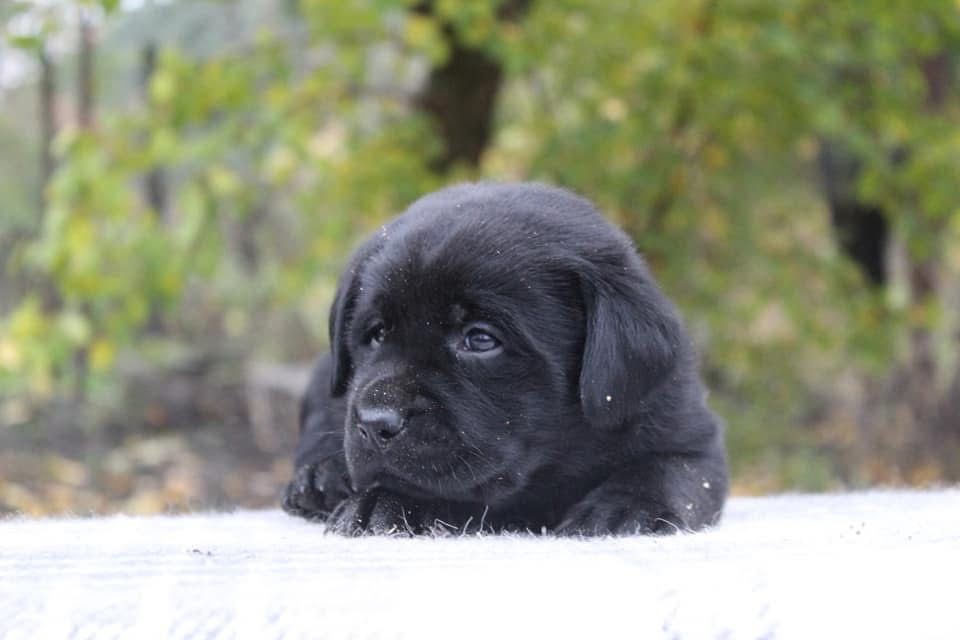 Чарівні дітки лабрадора