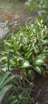 Funkia- hosta  sadzonki