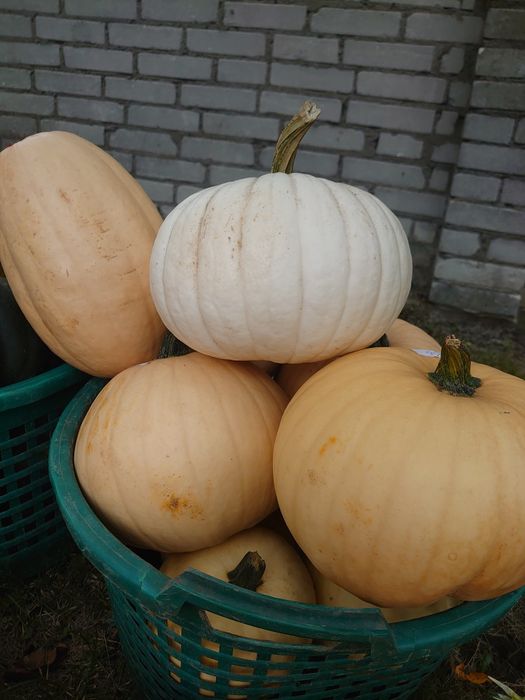 DYNIE halloween, jadalne oraz dekoracyjne