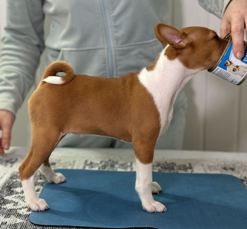 Басенджи щенок. Basenji puppies. Девочка рыжая с белым.