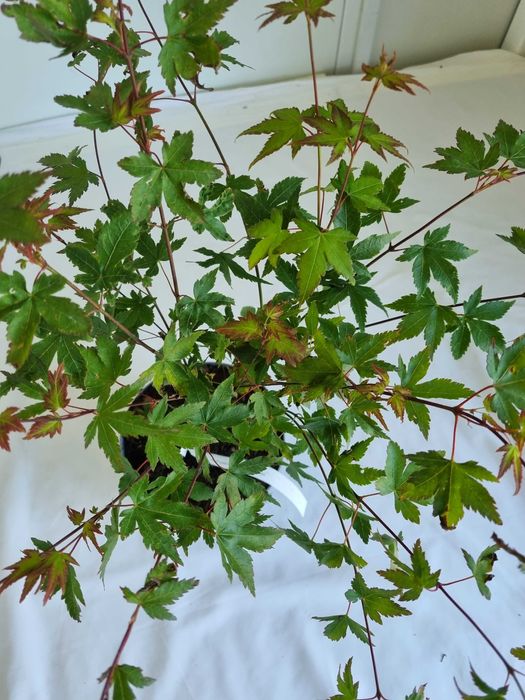 Bonsai Klon Palmowy Acer palmatum 'Little Princess' 50 cm Doniczka 2L