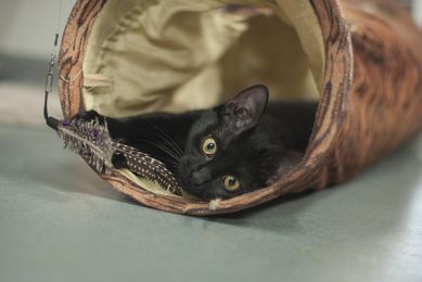 Igiełka - energiczna kotka szuka domu