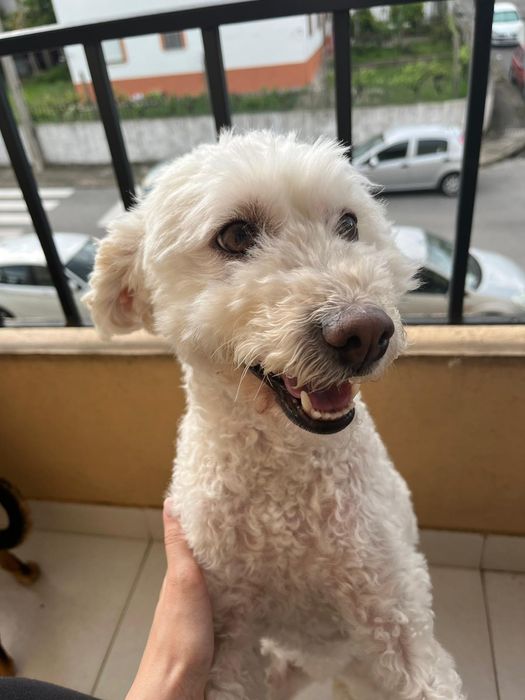 Cadela para adoção